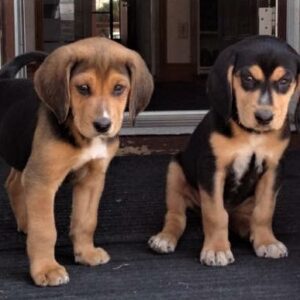 Read more about the article Puppy Pic! It’s Willie & Nelson