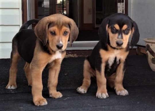 Read more about the article Puppy Pic! It’s Willie & Nelson