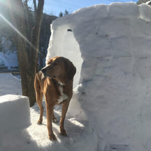 Read more about the article Snow Fort Hound Dogs