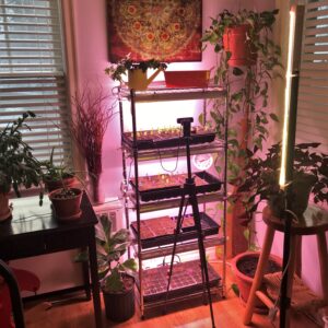 Read more about the article Hot Pepper Seedlings Time-lapse