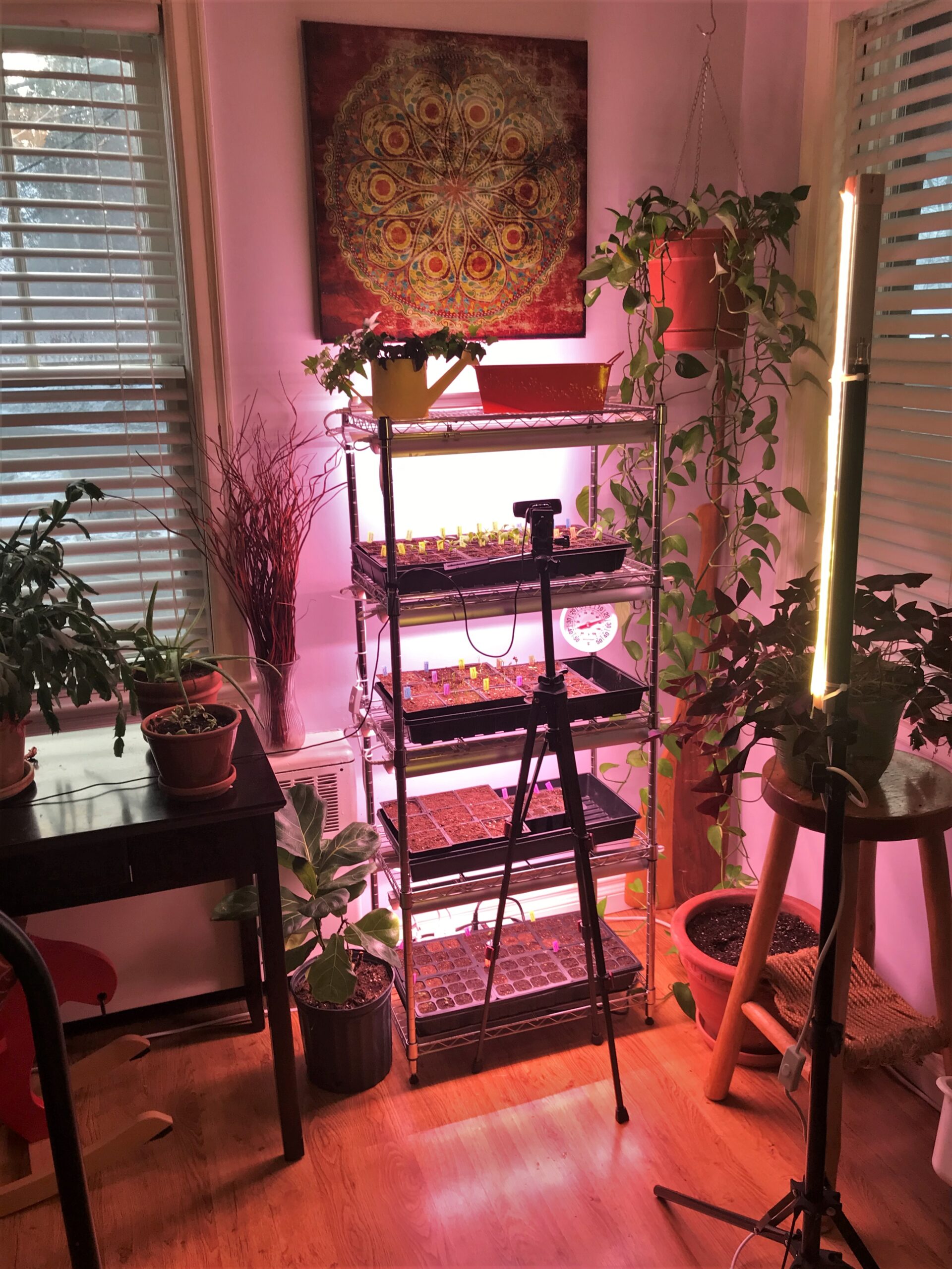 Read more about the article Hot Pepper Seedlings Time-lapse