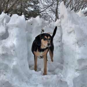 Read more about the article Last Days Of The Snow Fort
