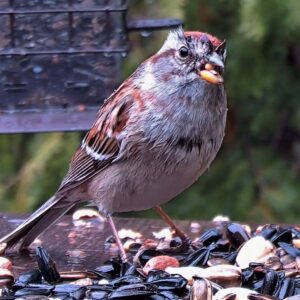 Read more about the article JM’s Bird Studio