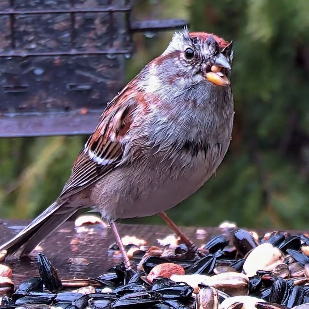 Read more about the article JM’s Bird Studio