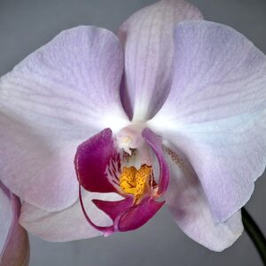 Read more about the article Orchid Blooms Time-lapse