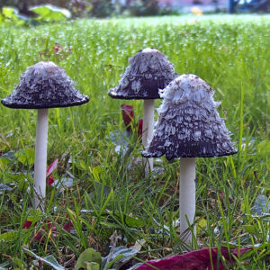 Read more about the article Shaggy Mane Mushroom Time-lapse