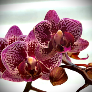 Read more about the article Orchid Blooms Time-lapse